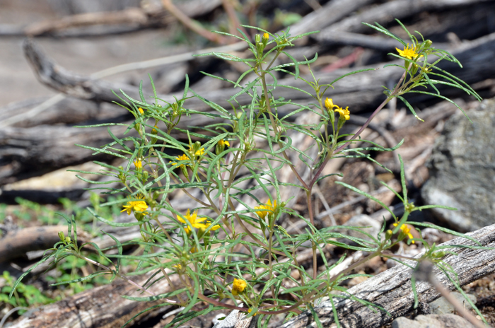 Manybristle Cinchweed stems are forked and forked again. The plants spread out horizontally then becoming upright; rounded; spicy- or lemon-scented. Pectis papposa